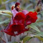 Rhododendron sanguineum Kukka