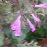 Clinopodium grandiflorum Flower