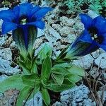 Gentiana ligustica