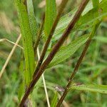 Centaurea nigra Žievė