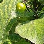 Ehretia dicksonii Frukto