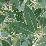 Maytenus boaria Hoja