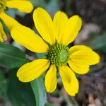 Rudbeckia laciniata फूल