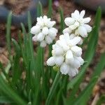 Muscari aucheri Цвят