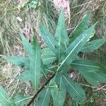 Senecio ovatus Leaf
