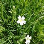 Stellaria palustrisFlower