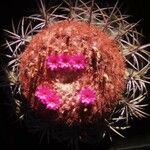Melocactus intortus Flower