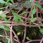 Portulaca umbraticola Bark