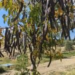 Gleditsia triacanthosഫലം