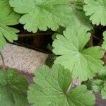 Geranium rotundifolium Frunză