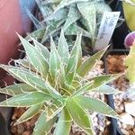 Agave toumeyana Folha