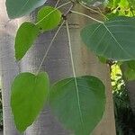 Ficus religiosa Leaf