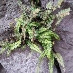 Asplenium trichomanes 葉