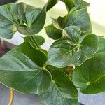 Anthurium nymphaeifolium Frunză