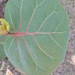 Coccoloba uvifera Blad