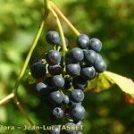 Vitis riparia x Vitis rupestris Fruit