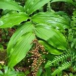 Maianthemum racemosum Ліст