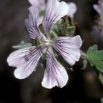 Geranium renardii Flower