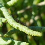 Salicornia fruticosaLiść