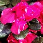 Rhododendron indicum Fula