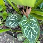 Arum italicumList