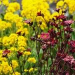 Saxifraga rosacea Blomma