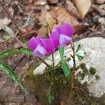 Lathyrus hirsutus Цвят