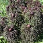 Paeonia tenuifolia Blatt