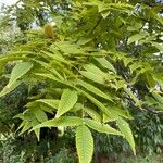 Platycarya strobilacea 叶