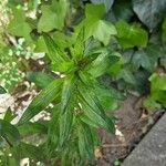 Epilobium tetragonum Leaf