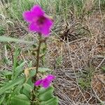 Talinum portulacifolium Blüte