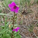 Talinum portulacifolium 花