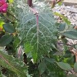 Sonchus asperLapas