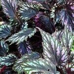 Begonia aconitifolia Blad