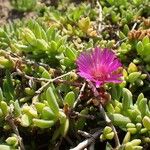 Delosperma sutherlandii Habitatea