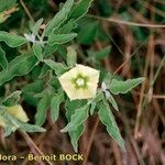 Physalis viscosa Sonstige