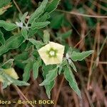 Physalis viscosa Outro