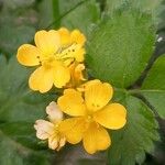 Aremonia agrimonoides Λουλούδι