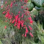 Russelia sarmentosa Fleur