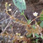 Sedum monregalense Habitat