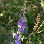 Campanula rapunculoides Květ