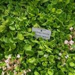Saxifraga hirsuta Hoja