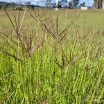 Bothriochloa bladhii Leaf