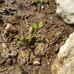 Helianthemum ledifolium Leaf