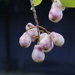 Syzygium guineense Fruto