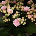 Kalanchoe blossfeldiana Flor