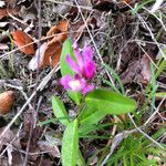 Polygala californica 整株植物