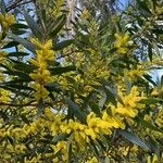 Acacia longifolia Cvet