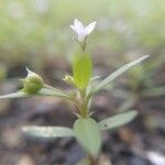 Oldenlandia corymbosa Flower