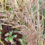 Calamagrostis arundinacea Květ